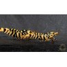 Hornet TB Shrimp Caridina Shrimp. Aquarium Beauty, Shrimp Cove you first place to go for freshwater shrimp