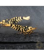 Hornet TB Shrimp Caridina Shrimp. Aquarium Beauty ONLY @Shrimp Cove UK