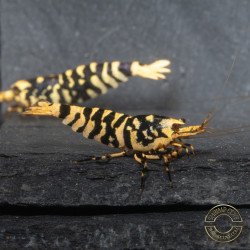 Hornet TB Shrimp Caridina Shrimp. Aquarium Beauty, Shrimp Cove you first place to go for freshwater shrimp