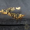 Hornet TB Shrimp Caridina Shrimp. Aquarium Beauty, Shrimp Cove you first place to go for freshwater shrimp
