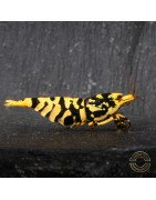 Hornet TB Shrimp Caridina Shrimp. Aquarium Beauty ONLY @Shrimp Cove UK