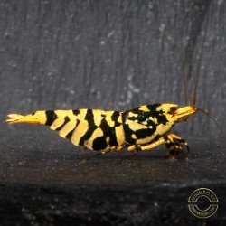Hornet TB Shrimp Caridina Shrimp. Aquarium Beauty, Shrimp Cove you first place to go for freshwater shrimp