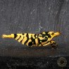 Hornet TB Shrimp Caridina Shrimp. Aquarium Beauty, Shrimp Cove you first place to go for freshwater shrimp