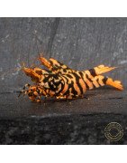 Hornet ORANGE TB Shrimp Caridina Shrimp. Aquarium Beauty, Shrimp Cove you first place to go for freshwater shrimp