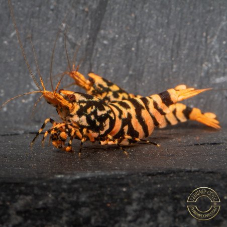 Hornet ORANGE TB Shrimp Caridina Shrimp. Aquarium Beauty, Shrimp Cove you first place to go for freshwater shrimp