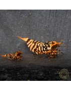 Hornet ORANGE TB Shrimp Caridina Shrimp. Aquarium Beauty, Shrimp Cove you first place to go for freshwater shrimp