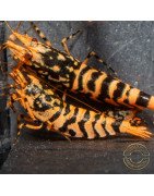 Hornet ORANGE TB Shrimp Caridina Shrimp. Aquarium Beauty, Shrimp Cove you first place to go for freshwater shrimp