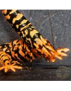Hornet ORANGE TB Shrimp Caridina Shrimp. Aquarium Beauty, Shrimp Cove you first place to go for freshwater shrimp