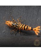 Hornet ORANGE TB Shrimp Caridina Shrimp. Aquarium Beauty, Shrimp Cove you first place to go for freshwater shrimp