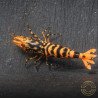 Hornet ORANGE TB Shrimp Caridina Shrimp. Aquarium Beauty, Shrimp Cove you first place to go for freshwater shrimp