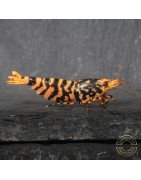 Hornet ORANGE TB Shrimp Caridina Shrimp. Aquarium Beauty, Shrimp Cove you first place to go for freshwater shrimp