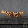 Hornet ORANGE TB Shrimp Caridina Shrimp. Aquarium Beauty, Shrimp Cove you first place to go for freshwater shrimp