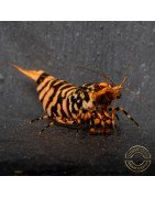 Hornet ORANGE TB Shrimp Caridina Shrimp. Aquarium Beauty, Shrimp Cove you first place to go for freshwater shrimp