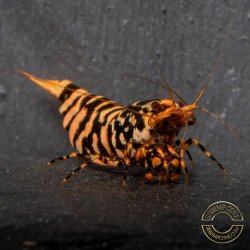 Hornet ORANGE TB Shrimp Caridina Shrimp. Aquarium Beauty, Shrimp Cove you first place to go for freshwater shrimp