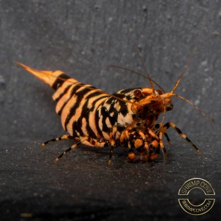 Hornet ORANGE TB Shrimp Caridina Shrimp. Aquarium Beauty, Shrimp Cove you first place to go for freshwater shrimp