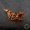 Hornet ORANGE TB Shrimp Caridina Shrimp. Aquarium Beauty, Shrimp Cove you first place to go for freshwater shrimp