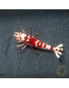 WOW! Red fancy Tiger Caridina Shrimp buy now at Shrimp Cove Grades low High