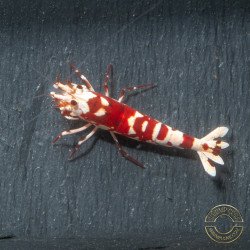 WOW! Red fancy Tiger Caridina Shrimp buy now at Shrimp Cove Grades low High
