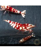 WOW! Red fancy Tiger Caridina Shrimp buy now at Shrimp Cove Grades low High