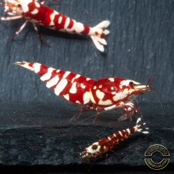 WOW! Red fancy Tiger Caridina Shrimp buy now at Shrimp Cove Grades low High