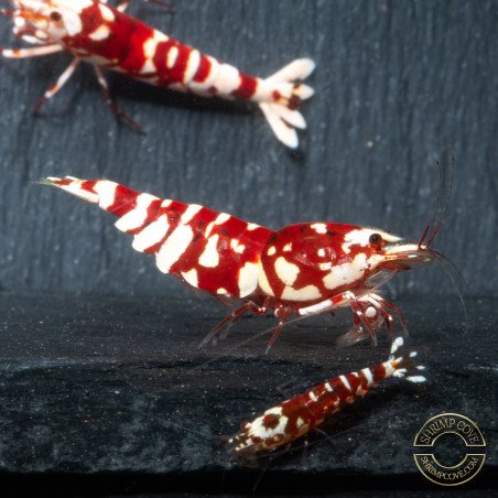 WOW! Red fancy Tiger Caridina Shrimp buy now at Shrimp Cove Grades low High