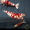 WOW! Red fancy Tiger Caridina Shrimp buy now at Shrimp Cove Grades low High