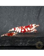 WOW! Red fancy Tiger Caridina Shrimp buy now at Shrimp Cove Grades low High