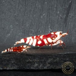 WOW! Red fancy Tiger Caridina Shrimp buy now at Shrimp Cove Grades low High