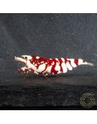 WOW! Red fancy Tiger Caridina Shrimp buy now at Shrimp Cove Grades low High