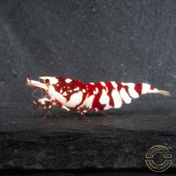 WOW! Red fancy Tiger Caridina Shrimp buy now at Shrimp Cove Grades low High