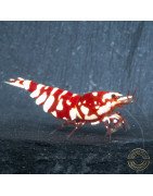 WOW! Red fancy Tiger Caridina Shrimp buy now at Shrimp Cove Grades low High