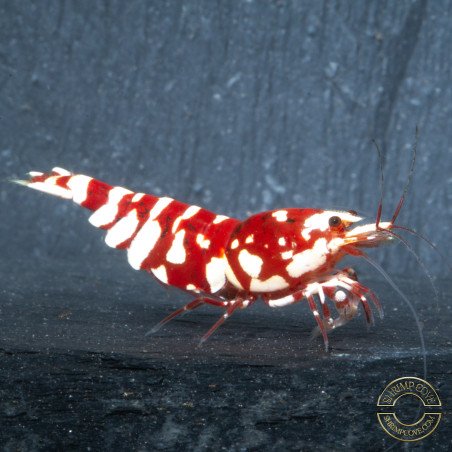 WOW! Red fancy Tiger Caridina Shrimp buy now at Shrimp Cove Grades low High