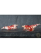 WOW! Red fancy Tiger Caridina Shrimp buy now at Shrimp Cove Grades low High