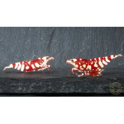 WOW! Red fancy Tiger Caridina Shrimp buy now at Shrimp Cove Grades low High