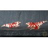 WOW! Red fancy Tiger Caridina Shrimp buy now at Shrimp Cove Grades low High