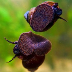 PAPUA BLUEBERRY Snail at Shrimp Cove