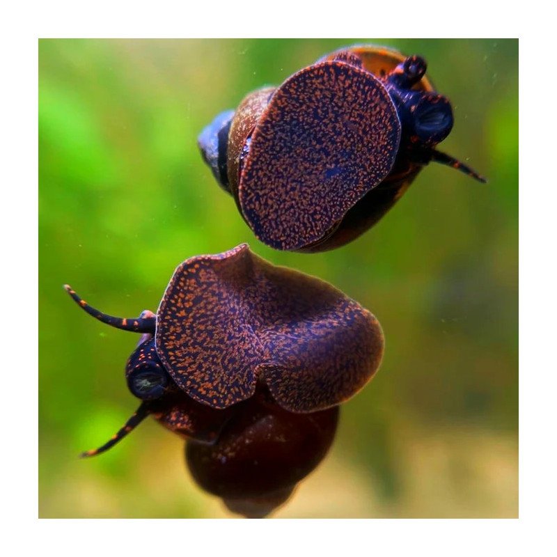 PAPUA BLUEBERRY Snail at Shrimp Cove
