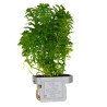 🌿Tropica Limnophila sessiliflora EASY. Best place to shop at Shrimp Cove 🦐💖