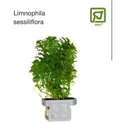 🌿Tropica Limnophila sessiliflora EASY. Best place to shop at Shrimp Cove 🦐💖
