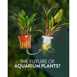 🌿Tropica Limnophila sessiliflora EASY. Best place to shop at Shrimp Cove 🦐💖