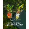 🌿Tropica Limnophila sessiliflora EASY. Best place to shop at Shrimp Cove 🦐💖
