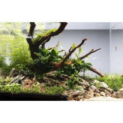 🌿Tropica Limnophila sessiliflora EASY. Best place to shop at Shrimp Cove 🦐💖