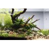🌿Tropica Limnophila sessiliflora EASY. Best place to shop at Shrimp Cove 🦐💖
