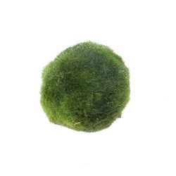 🌿Tropica Aegagropila linnaei MOSS BALL MINI EASY . Best place to shop at Shrimp Cove 🦐💖