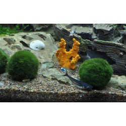 🌿Tropica Aegagropila linnaei MOSS BALL MINI EASY . Best place to shop at Shrimp Cove 🦐💖