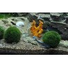 🌿Tropica Aegagropila linnaei MOSS BALL MINI EASY . Best place to shop at Shrimp Cove 🦐💖