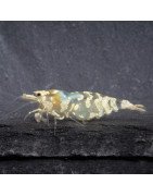 Announcing the incredible Spectra Caridina Shrimp buy now ONLY at Shrimp Cove UK