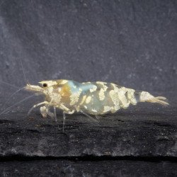 Announcing the incredible Spectra Caridina Shrimp buy now ONLY at Shrimp Cove UK