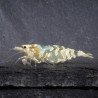 Announcing the incredible Spectra Caridina Shrimp buy now ONLY at Shrimp Cove UK