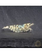 Announcing the incredible Spectra Caridina Shrimp buy now ONLY at Shrimp Cove UK